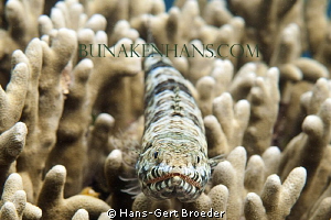 Twospot Lizardfish
www.bunakenhans.com
Bunaken, Sulawes... by Hans-Gert Broeder 